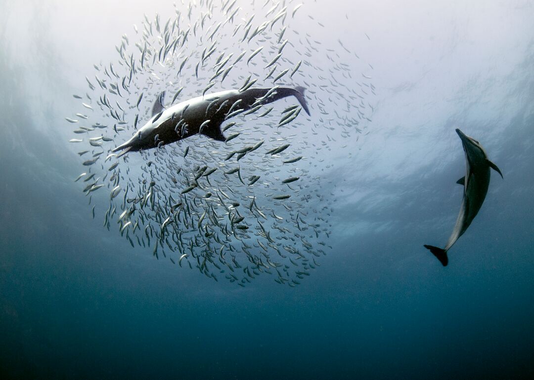 Dolphins on a sardine run in Africa